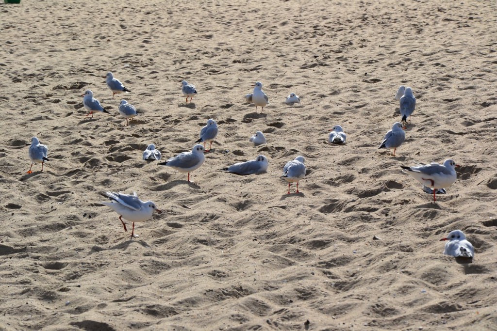Stado mew stoi na piaszczystej plaży, na tle widocznego nieba.