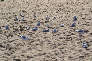 Stado mew stoi na piaszczystej plaży, na tle widocznego nieba.