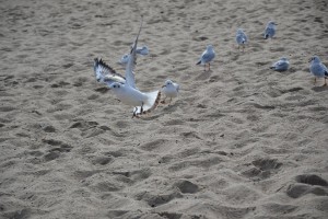 Mewy na piaszczystej plaży, jedna z nich w locie, otoczone przez inne ptaki.